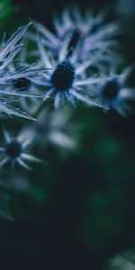 Planter,Barbelé,Épineux,Plante,Sombre