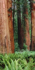 Nature,Les Troncs,Slip,Aboyer,Forêt,Écorce,Arbres