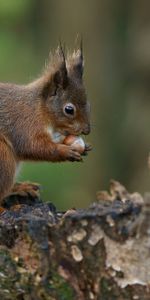 Bark,Nut,Animals,Squirrel,Background