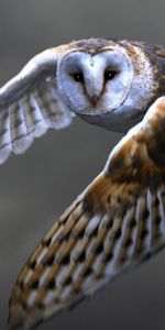 Barn Owl,Sipucha,Animals,Bird,Predator,Flight,Owl