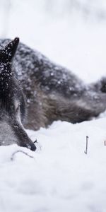 Lobo,Nevada,Nevasca,Disfrutar,Bw,Frío,Nieve,Chb,Animales