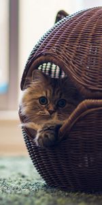 Basket,Animals,Lodge,Room,Cat,Small House