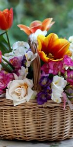 Basket,Combination,Flowers,Roses,Composition,Freesia,Tulips