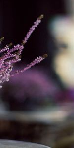 Basket,Macro,Plant,Flowers