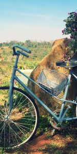 Flores,Cesta,Canasta,Naturaleza,Bicicleta