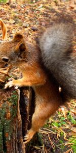 Basket,Penek,Seeds,Sunflower Seeds,Animals,Squirrel,Stump,Food