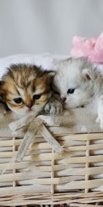 Basket,Toy,Animals,Kittens,Cute