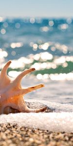 Beach,Background,Sea,Shells