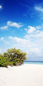 Maldives,Nature,Palms,Sable,Plage