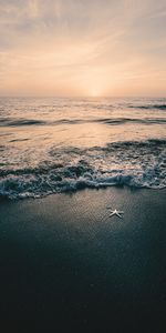 Beach,Sea,Dusk,Nature,Twilight,Starfish,Waves