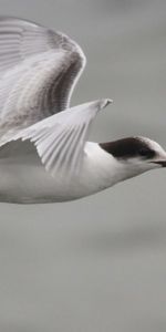 Beak,Animals,Bird,Flight