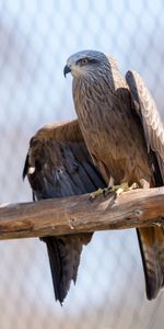 Pico,Águila,Animales,Pájaro,Alas