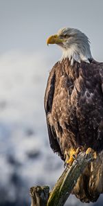 Pluma,Pico,Depredador,Águila,Pájaro,Animales