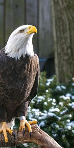 Le Bec,Pattes,Bec,Pygargue À Tête Blanche,Aigle À Tête Blanche,Aigle,Animaux,Oiseau,Prédateur