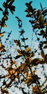 Beams,Rays,Branches,Leaves,Nature