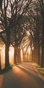 Beams,Rays,Nature,Trees,Alley