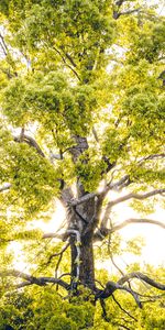 Beams,Rays,Tree,Branches,Sunlight,Nature,Wood,Bright