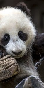 Oso,Soportar,Animales,Naturaleza,Panda