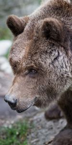 Bear,Grass,Brown,Wool,Animals