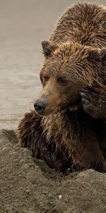 Bear,Playful,Animals,Sand