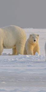 Bear,Polar Bear,Animals,Animal,Snow