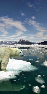 Animaux,Neige,Froid,Du Froid,Ours Blanc,Glace,Ours Polaire,Ours