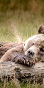 Bear,Rest,Log,Brown,Relaxation,Animals