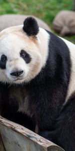 Bear,Sight,Opinion,Animal,Animals,Panda