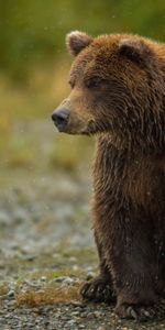 Bear,Thick,Sits,Is Sitting,Fat,Animals