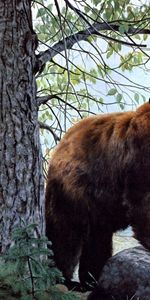 Ours,Forêt,Arbres,Animaux