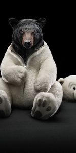 Divertido,Animales,Bears