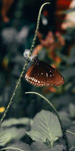 Beautiful,Animals,Leaves,Wings,Butterfly,Pattern