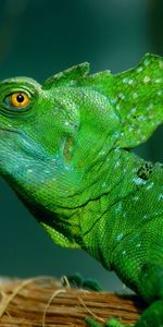 Beau,Basilic,Lézard,Diriger,Animaux,Belle,Couleur,Tête