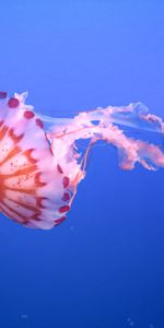 Beautiful,Tentacle,Animals,Jellyfish,Underwater World