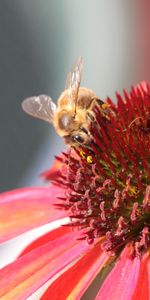 Bee,Pollination,Echinacea,Flower,Macro