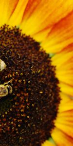 Bees,Macro,Sunflower,Pollination