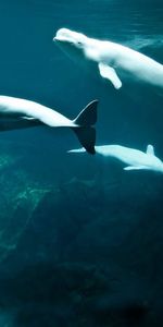 Beluga,Swim,Tail,Fins,Beluga Whales,White Whales,Animals,Whales,To Swim,Underwater World