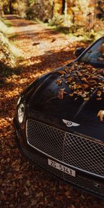 Voitures,Feuilles,Bentley Continental Gt,Le Noir,Bentley,Voiture