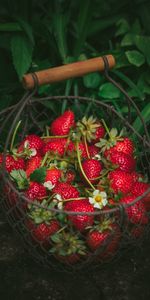 Berries,Basket,Ripe,Food,Strawberry,Fresh