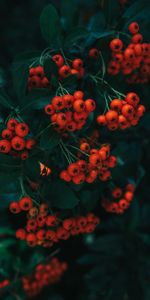 Berries,Branch,Rowan,Nature,Leaves