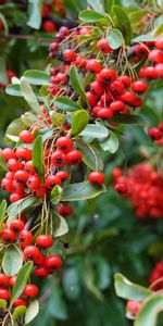 Berries,Branch,Rowan,Nature,Plant