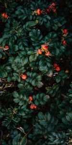 Berries,Briar,Bush,Plant,Macro,Leaves