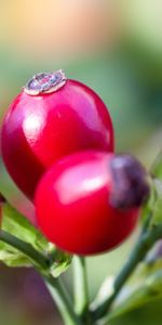 Berries,Briar,Macro,Buds,Wild Rose