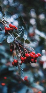 Berries,Briar,Plant,Macro,Branch