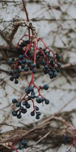 Berries,Bunch,Macro