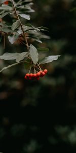 Berries,Bunch,Rowan,Plant,Macro