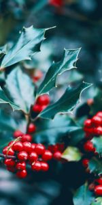 Berries,Bush,Macro,Branch,Leaves