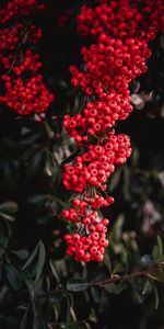 Berries,Clusters,Rowan,Nature,Plant,Bunches