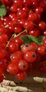 Berries,Currant,Basket,Ripe,Red Currants,Redcurrant,Food