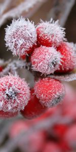 Berries,Frost,Hoarfrost,Nature,Leaves